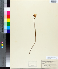 Pogonia ophioglossoides image