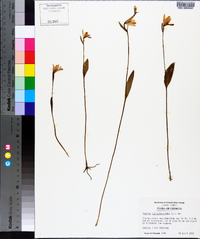 Pogonia ophioglossoides image