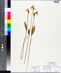 Pogonia ophioglossoides image