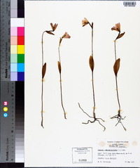 Pogonia ophioglossoides image