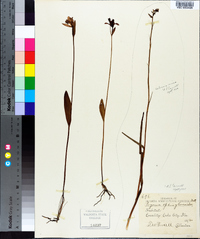 Pogonia ophioglossoides image