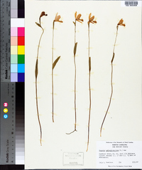 Pogonia ophioglossoides image