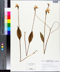 Pogonia ophioglossoides image