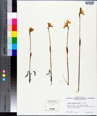 Pogonia ophioglossoides image