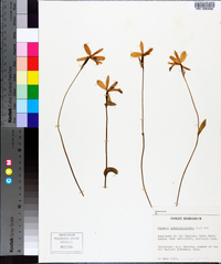 Pogonia ophioglossoides image