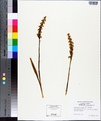 Spiranthes cernua image