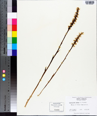 Spiranthes cernua image