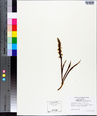 Spiranthes cernua image