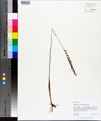 Spiranthes vernalis image