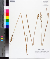 Spiranthes vernalis image