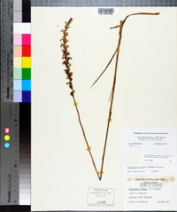 Spiranthes sylvatica image