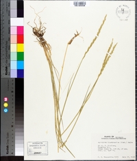 Elymus trachycaulus subsp. trachycaulus image