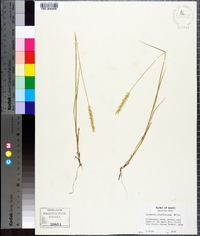 Elymus trachycaulus subsp. trachycaulus image