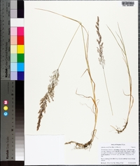 Agrostis castellana image
