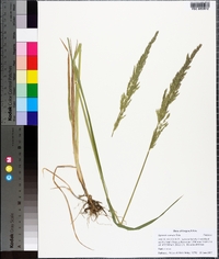 Agrostis exarata image