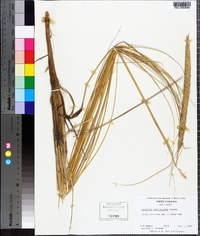 Ammophila breviligulata image