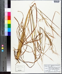 Andropogon brachystachyus image