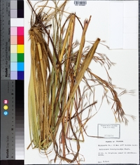 Andropogon brachystachyus image