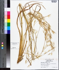 Andropogon gyrans image