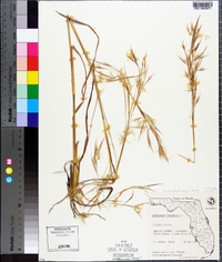 Andropogon brachystachyus image