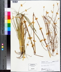 Andropogon brachystachyus image