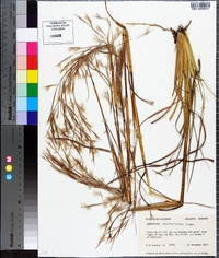 Andropogon brachystachyus image