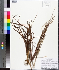 Andropogon brachystachyus image