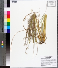 Andropogon brachystachyus image