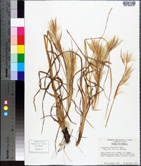 Andropogon longiberbis image