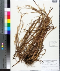 Schizachyrium scoparium var. scoparium image