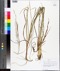 Andropogon stolonifer image