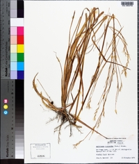 Andropogon stolonifer image