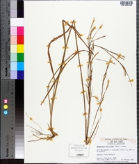 Andropogon stolonifer image