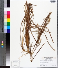 Andropogon stolonifer image