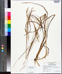 Andropogon stolonifer image