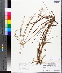 Andropogon stolonifer image