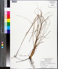 Schizachyrium tenerum image