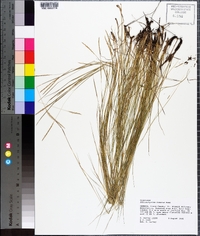 Schizachyrium tenerum image