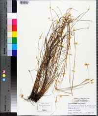 Schizachyrium tenerum image