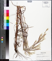 Andropogon gyrans image