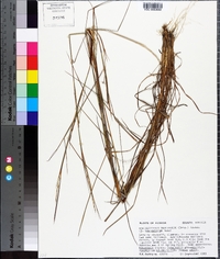 Schizachyrium sanguineum image