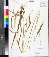 Anthaenantia villosa image