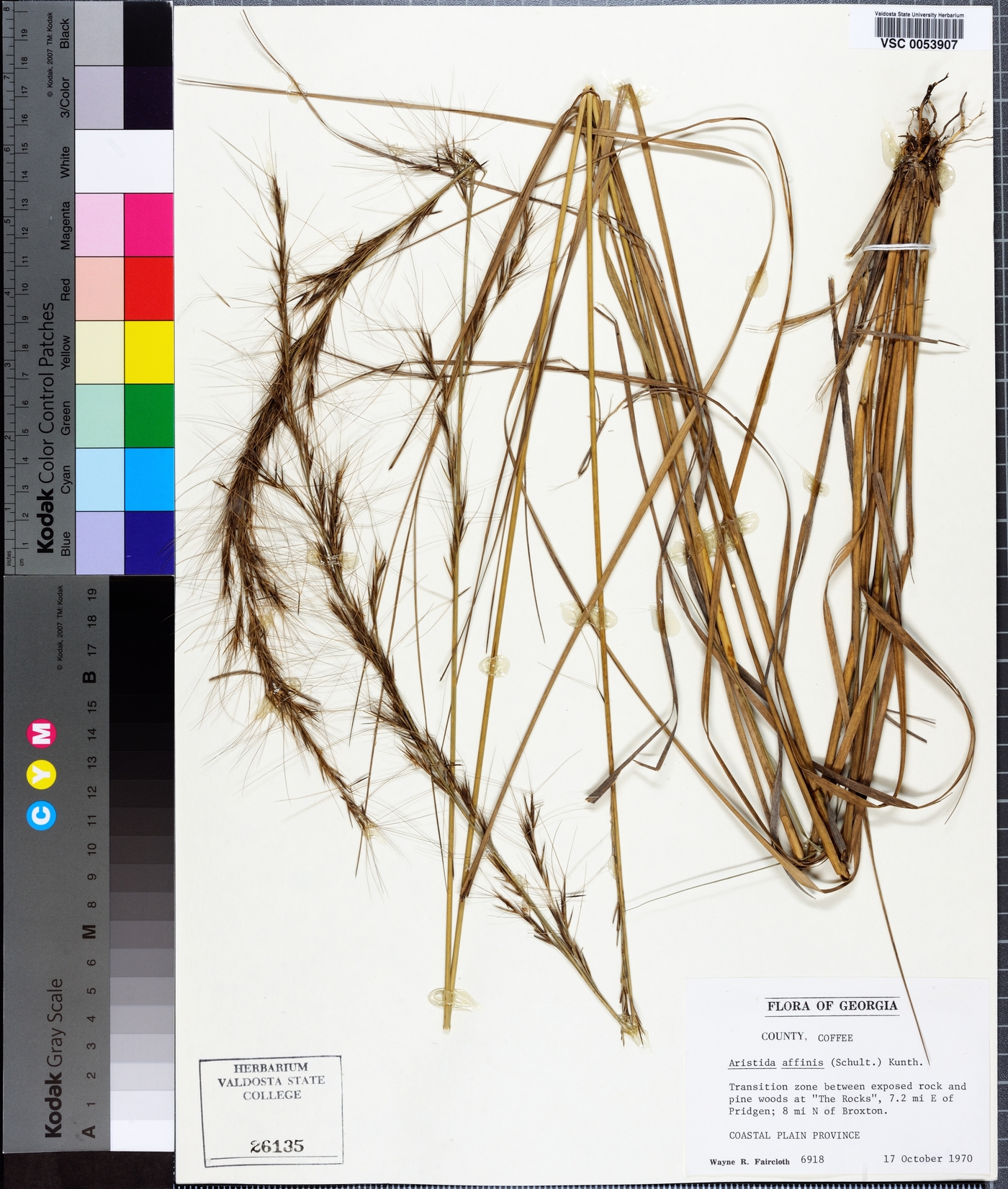 Aristida affinis image