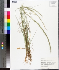 Aristida affinis image