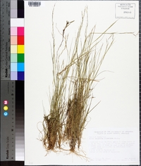 Aristida dichotoma image