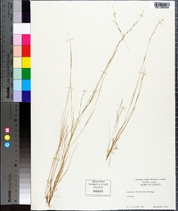 Aristida dichotoma image