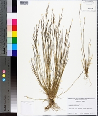 Aristida dichotoma image