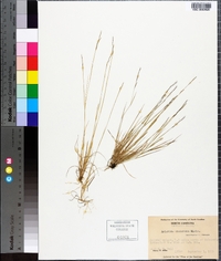 Aristida dichotoma image