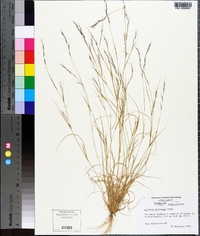 Aristida dichotoma image