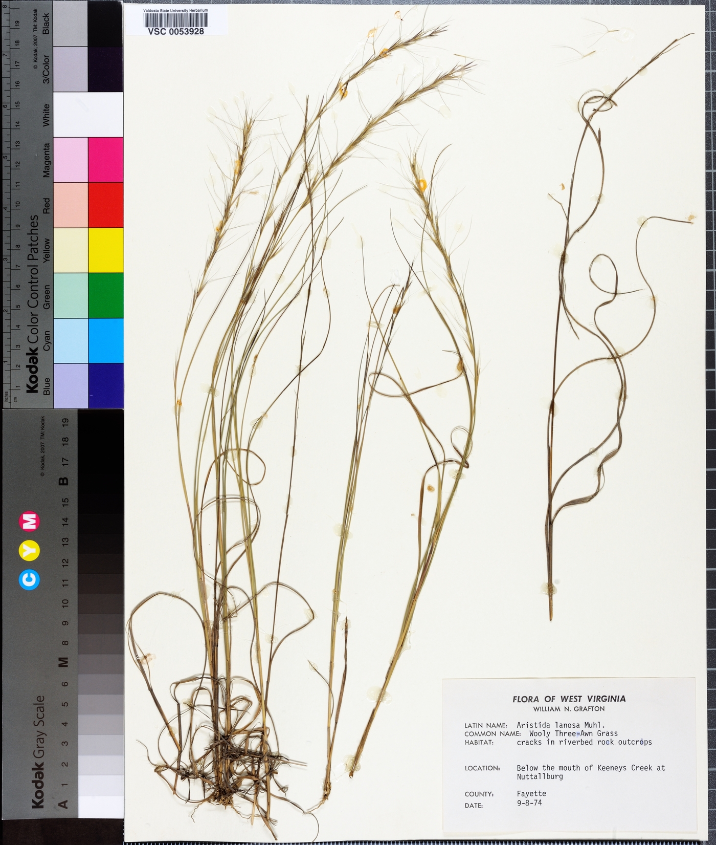 Aristida lanosa image